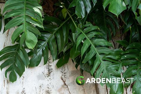 How to Grow and Care for Epipremnum Pinnatum .